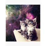 The Galactic Kittens