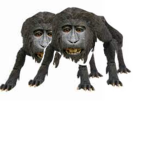 Gorilla Tortilla Gang