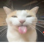 Cool Cats and More!