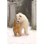 Team cani e gatti
