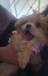 /adorepaws