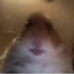 The hamster house