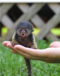 monkey group