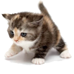 the cat