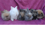 The Rabbit/Bunny Family