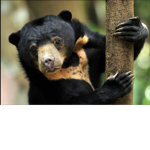Sun Bear group