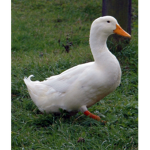 Duck Adventure