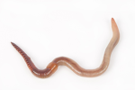 Slippery Worms