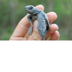 Turtle Fan Club.