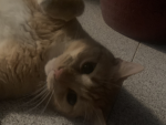 Legion de Gato Gordo