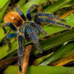 Tyrant Tarantula