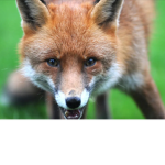 The foxes rule squad!