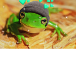 FrogSsSs with banaNAZZSs