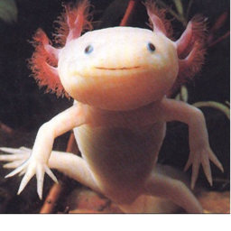 Axolotl Café