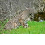 Chill bobcats