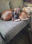 Boxer dogz