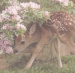 fawnu