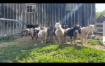 The_goat_club