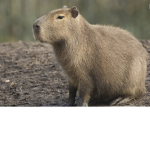 capybaras are c001