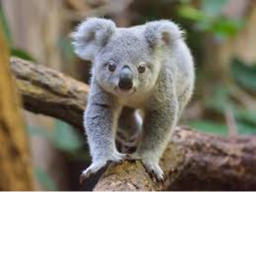 The cutie koala obby