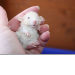 OnlyRatPoeple