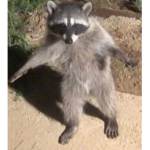 Stewed raccoons <3