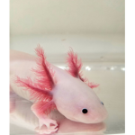 Axolotl Brothers!