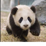 Panda' s squad