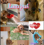 Lamposzefo widzowie