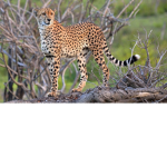 the cheetah's group