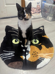 My cat slays