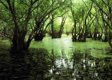  Temporary Therapy Game | The Swamp Of Problems