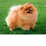 Awesome Dogs!