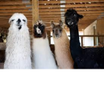 THESE LLLAMAS DONT WANT YOUR DRAMA!!!!