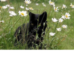 -Thecatplace-