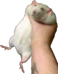 CornerRat