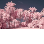 BludsUgc