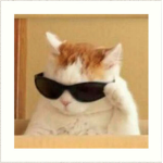 Cool Cats All Day