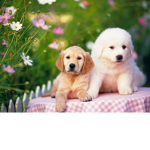 Dog and Puppy Group!
