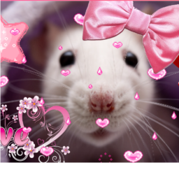 Rat Cave Place