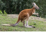 The LazyBabyKangaroo Fan Club