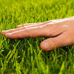 Touching Grass Simulator