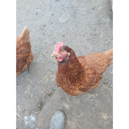 Chickens official vs update OUT NOW