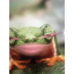 Aly caca