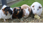 The Baby Animal Squad!