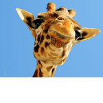 lowkey...giraffe