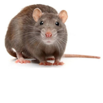 rat army :)