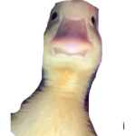 Bon the duck and his family
