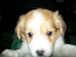 Littledarlingstars
