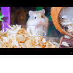 The Oreo Hamsters ! :3